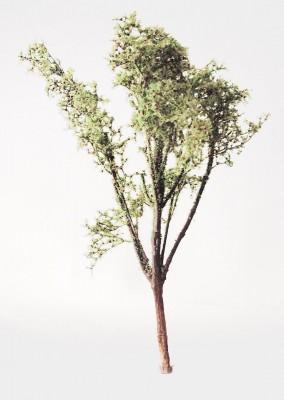 Albero2WEB.jpg