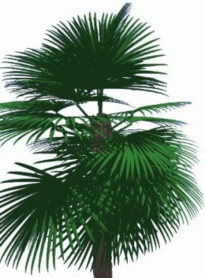 Palm2.jpeg