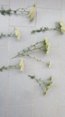 achillea.jpg