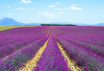 Lavanda.jpg