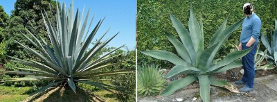 agave 2.jpg