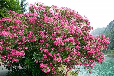 jpg_Nerium_oleander_c_Giuseppe_Mazza.jpg