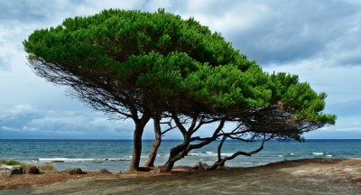 pinus-pinea.jpg