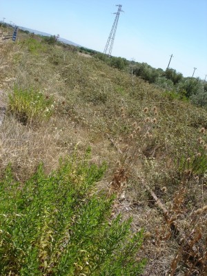 DSC04904.JPG